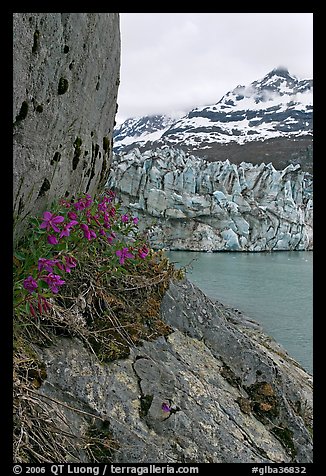 Dwarf fireweed, Lamplugh glacier, and Mt Cooper. Glacier Bay National Park (color)