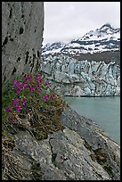 Dwarf fireweed, Lamplugh glacier, and Mt Cooper. Glacier Bay National Park, Alaska, USA.