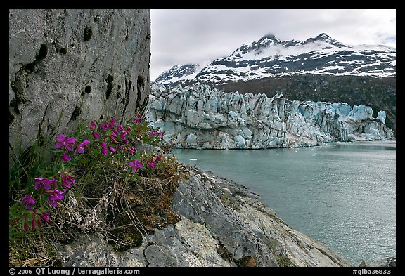 Rock ledge with dwarf fireweed, Lamplugh glacier, and Mt Cooper. Glacier Bay National Park, Alaska, USA.