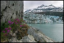 Rock ledge with dwarf fireweed, Lamplugh glacier, and Mt Cooper. Glacier Bay National Park, Alaska, USA. (color)