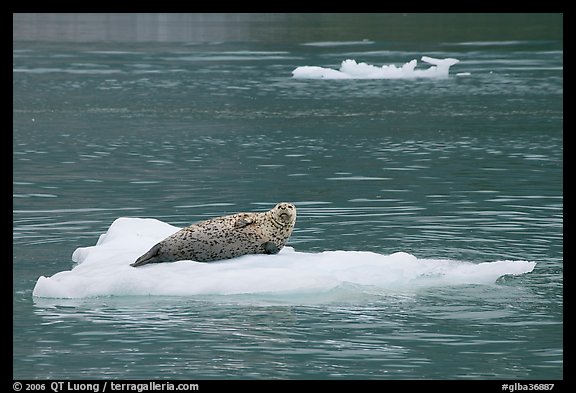 Seal hauled out on iceberg. Glacier Bay National Park (color)