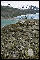 Beach with seaweed exposed at low tide in Reid Inlet. Glacier Bay National Park, Alaska, USA.