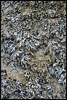 Seaweed close-up. Glacier Bay National Park, Alaska, USA. (color)