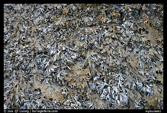 Close-up of seaweed. Glacier Bay National Park (color)