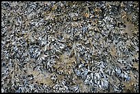 Close-up of seaweed. Glacier Bay National Park ( color)