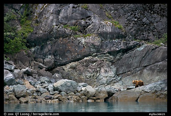 Grizzly bear on rocks by the water. Glacier Bay National Park, Alaska, USA.