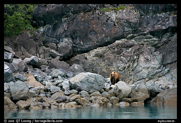 Grizzly bear and boulders by the water. Glacier Bay National Park (color)