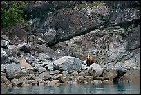 Grizzly bear and boulders by the water. Glacier Bay National Park, Alaska, USA.