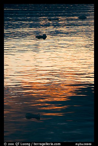 Icebergs and ripples at sunset, Tarr Inlet. Glacier Bay National Park (color)