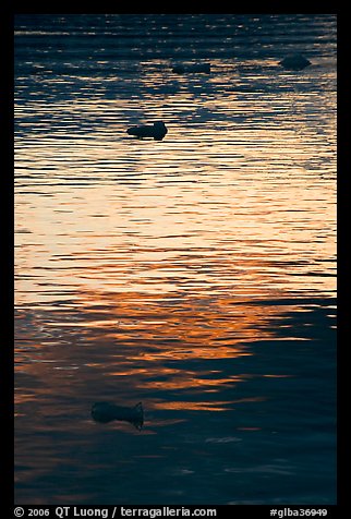 Icebergs and ripples at sunset, Tarr Inlet. Glacier Bay National Park, Alaska, USA.