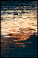 Icebergs and ripples at sunset, Tarr Inlet. Glacier Bay National Park, Alaska, USA.