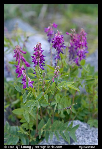 Fireweed close-up. Glacier Bay National Park, Alaska, USA.