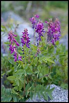 Fireweed close-up. Glacier Bay National Park, Alaska, USA.