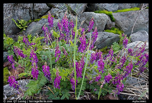 Fireweed and boulders. Glacier Bay National Park (color)