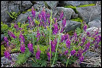 Fireweed and boulders. Glacier Bay National Park, Alaska, USA. (color)