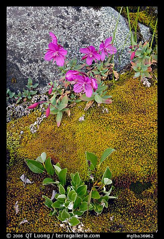 Moss, dwarf fireweed, and rock. Glacier Bay National Park, Alaska, USA.