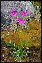 Moss, dwarf fireweed, and rock. Glacier Bay National Park, Alaska, USA. (color)