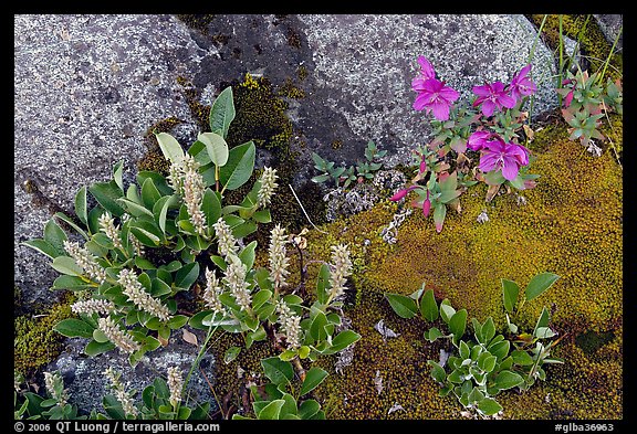 Moss, dwarf fireweed, and rocks. Glacier Bay National Park (color)