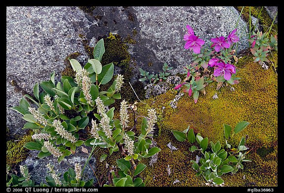 Moss, dwarf fireweed, and rocks. Glacier Bay National Park, Alaska, USA.