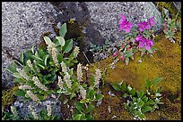 Moss, dwarf fireweed, and rocks. Glacier Bay National Park, Alaska, USA. (color)