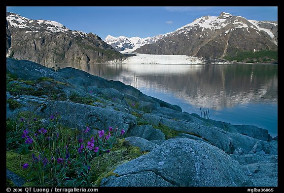 Dwarf fireweed, with Mount Fairweather and Margerie Glacier across bay. Glacier Bay National Park, Alaska, USA.