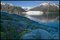 Dwarf fireweed, with Mount Fairweather and Margerie Glacier across bay. Glacier Bay National Park, Alaska, USA. (color)