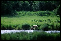 Brown bears in Brooks river. Katmai National Park, Alaska, USA.