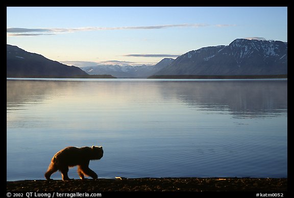 Alaskan Brown bear (Ursus arctos) on the shore of Naknek lake. Katmai National Park, Alaska, USA.