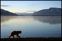 Alaskan Brown bear (Ursus arctos) on the shore of Naknek lake. Katmai National Park, Alaska, USA. (color)