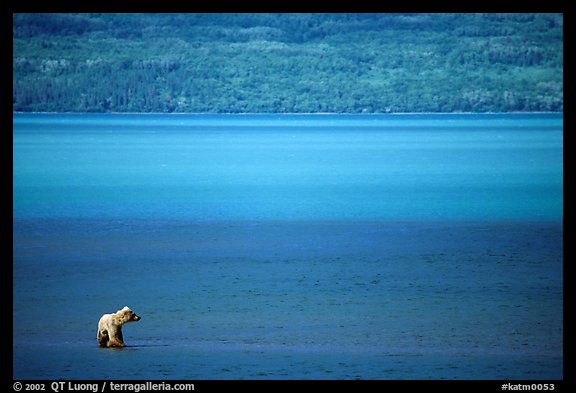 Brown bear in shallows waters of Naknek lake. Katmai National Park, Alaska, USA.