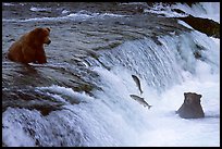 Salmon leaping and Brown bears fishing at the Brooks falls. Katmai National Park, Alaska, USA.