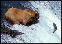 Alaskan Brown bear trying to catch leaping salmon at Brooks falls. Katmai National Park, Alaska, USA.