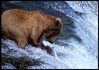 Brown bear (Ursus arctos) catching leaping salmon at Brooks falls. Katmai National Park, Alaska, USA.