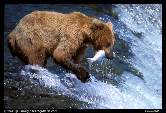 Alaskan Brown bear catching leaping salmon at Brooks falls. Katmai National Park, Alaska, USA.