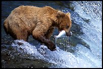 Alaskan Brown bear catching leaping salmon at Brooks falls. Katmai National Park, Alaska, USA.