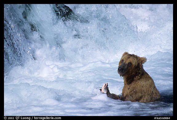 Alaskan Brown bear (Ursus arctos) fishing at the base of Brooks falls. Katmai National Park, Alaska, USA.