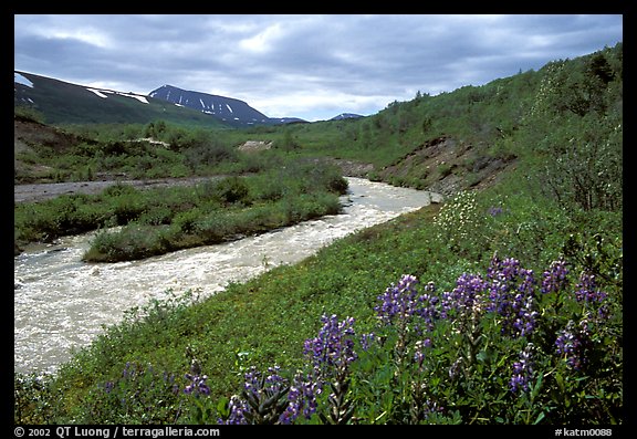 Wildflowers and Lethe river at the edge of the Valley of Ten Thousand smokes. Katmai National Park, Alaska, USA.