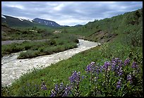 Wildflowers and Lethe river at the edge of the Valley of Ten Thousand smokes. Katmai National Park, Alaska, USA. (color)