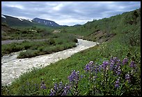 Wildflowers and Lethe river at the edge of the Valley of Ten Thousand smokes. Katmai National Park, Alaska, USA.