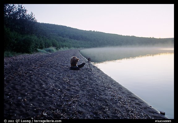 A brown bears plays with a photographer's equipment. Katmai National Park, Alaska, USA.