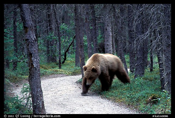 Brown bears encounters on trail are frequent at Brooks camp. Katmai National Park (color)