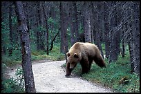 Brown bears encounters on trail are frequent at Brooks camp. Katmai National Park, Alaska, USA.