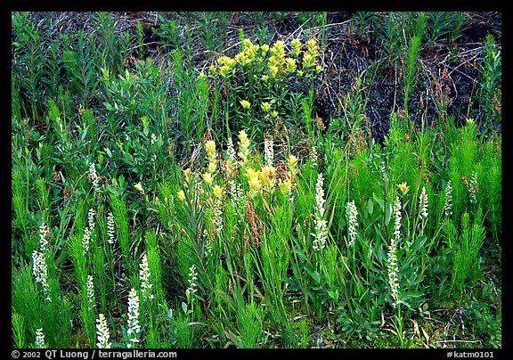 Orchids and Yellow paintbrush. Katmai National Park, Alaska, USA.