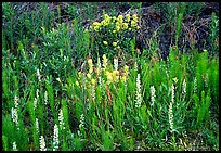 Orchids and Yellow paintbrush. Katmai National Park, Alaska, USA. (color)
