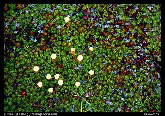 Close-up of tiny plants and flowers, Valley of Ten Thousand smokes. Katmai National Park (color)