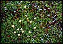 Close-up of tiny plants and flowers, Valley of Ten Thousand smokes. Katmai National Park ( color)