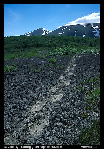 Big bear tracks in the ash, Valley of Ten Thousand smokes. Katmai National Park, Alaska, USA.