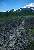 Big bear tracks in the ash, Valley of Ten Thousand smokes. Katmai National Park, Alaska, USA.