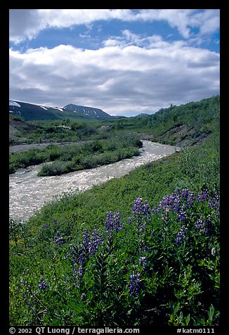 Lupine and Lethe river on the edge of the Valley of Ten Thousand smokes. Katmai National Park, Alaska, USA.