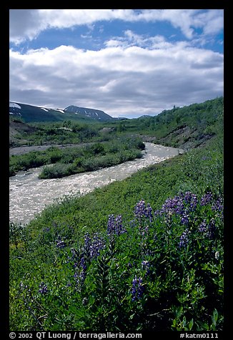 Lupine and Lethe river on the edge of the Valley of Ten Thousand smokes. Katmai National Park, Alaska, USA.